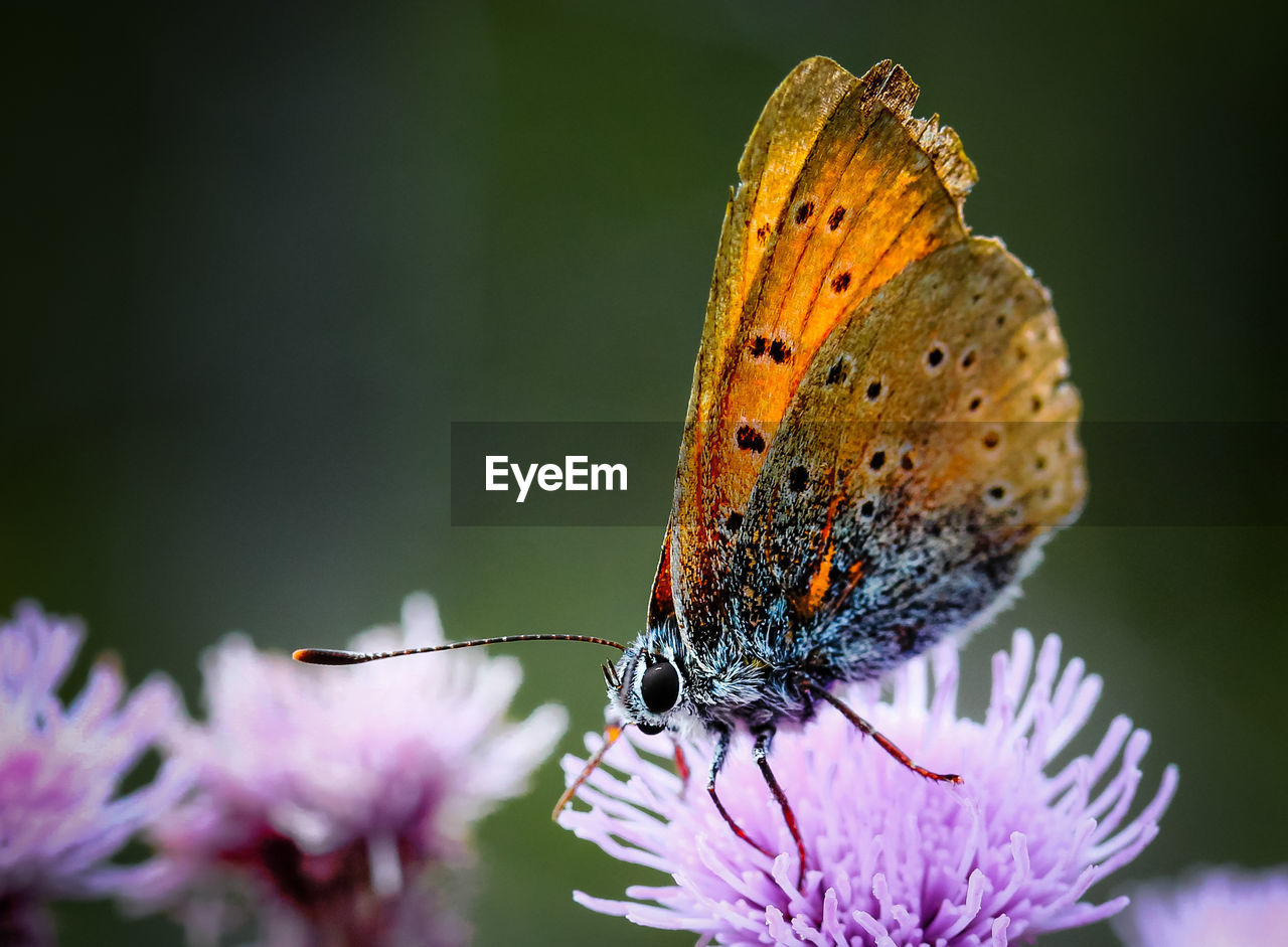 CLOSE-UP OF BUTTERFLY POLLINATING FLOWER