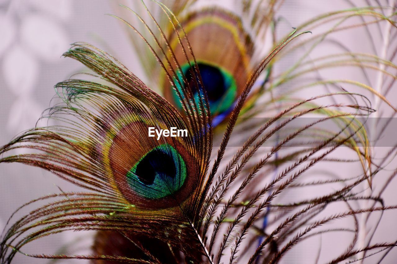 Close-up of peacock