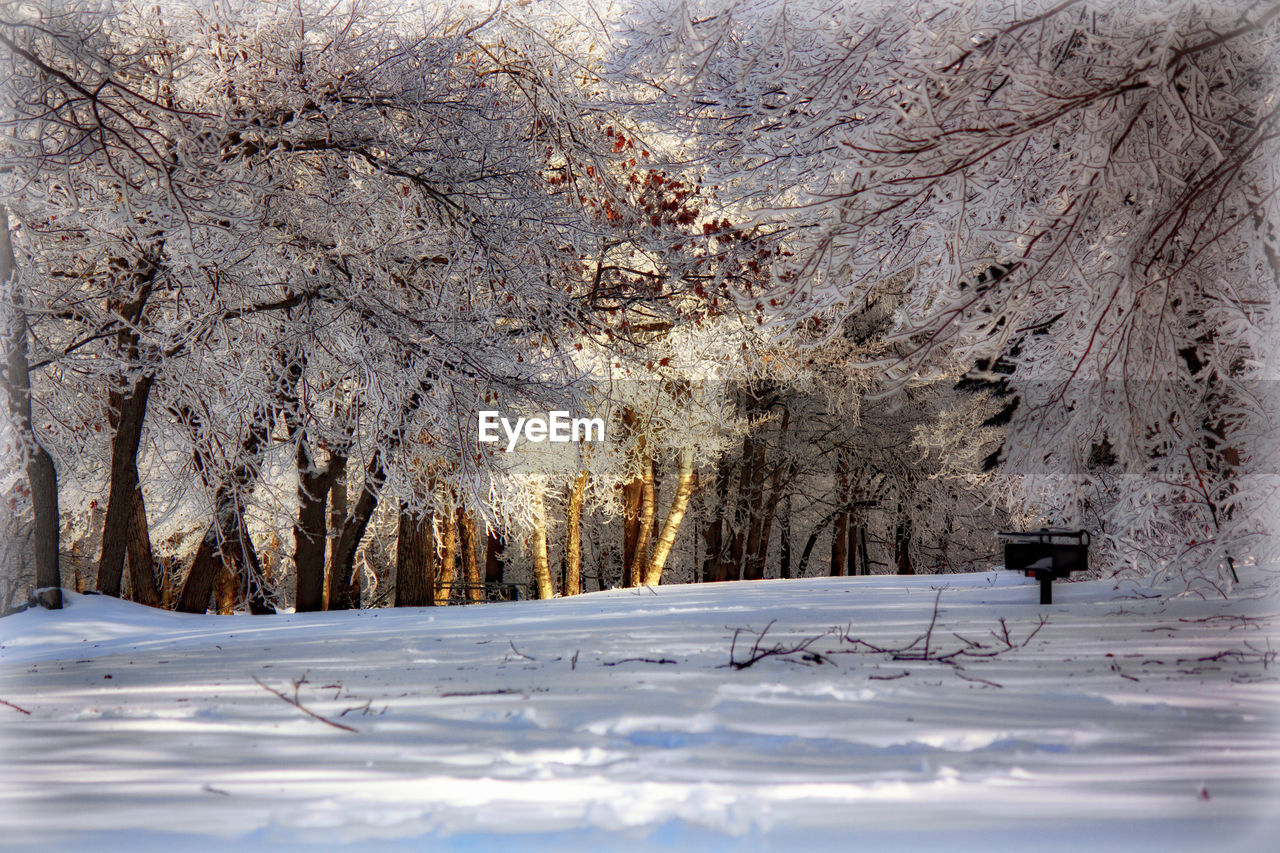 TREES ON SNOW COVERED LANDSCAPE DURING WINTER