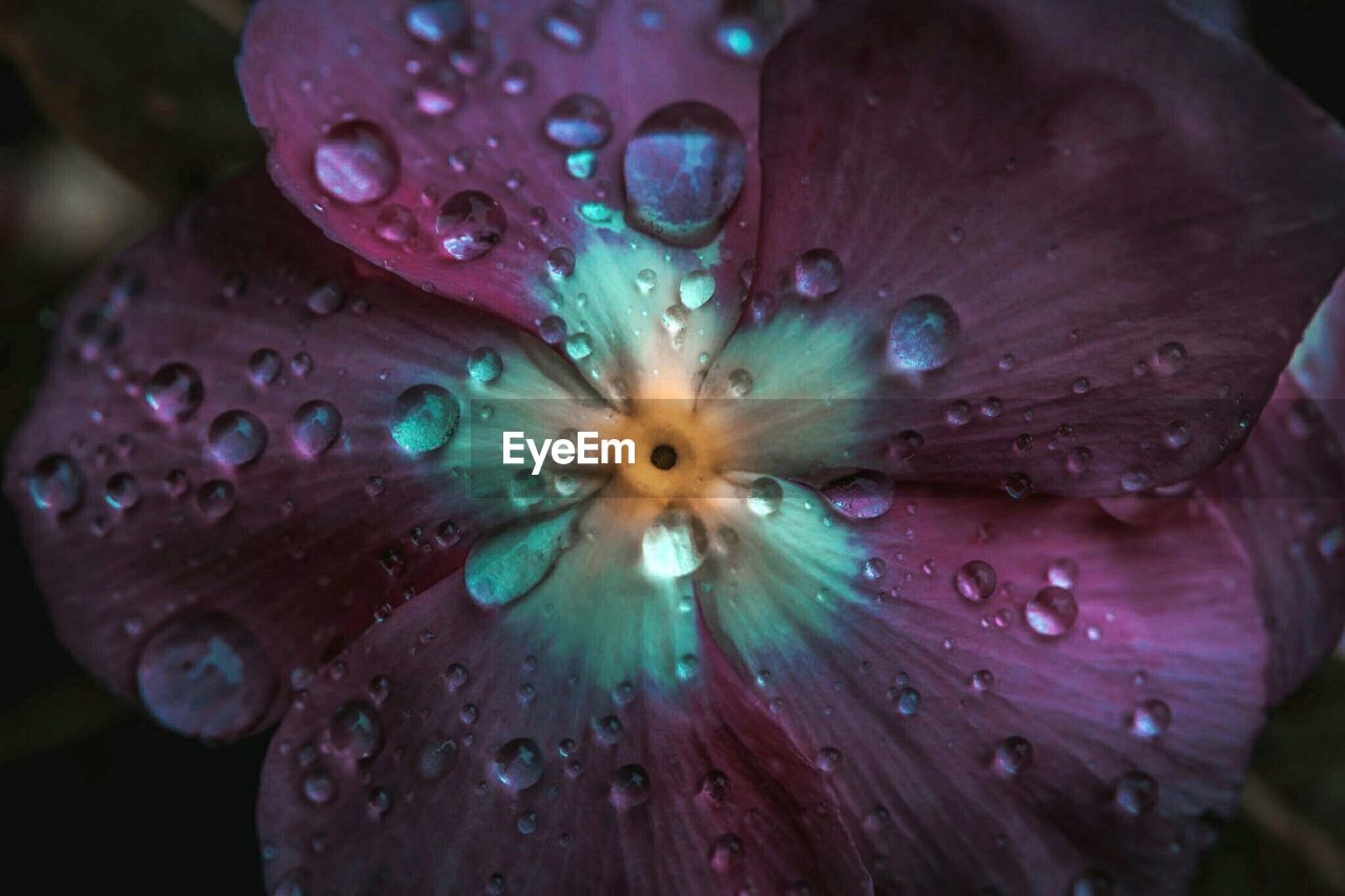 CLOSE-UP OF WET FLOWER AGAINST WATER DROPS