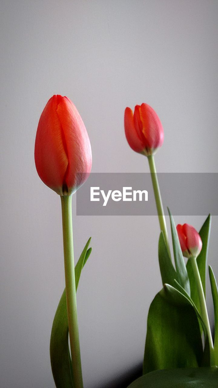 Close-up of flowers against blurred background