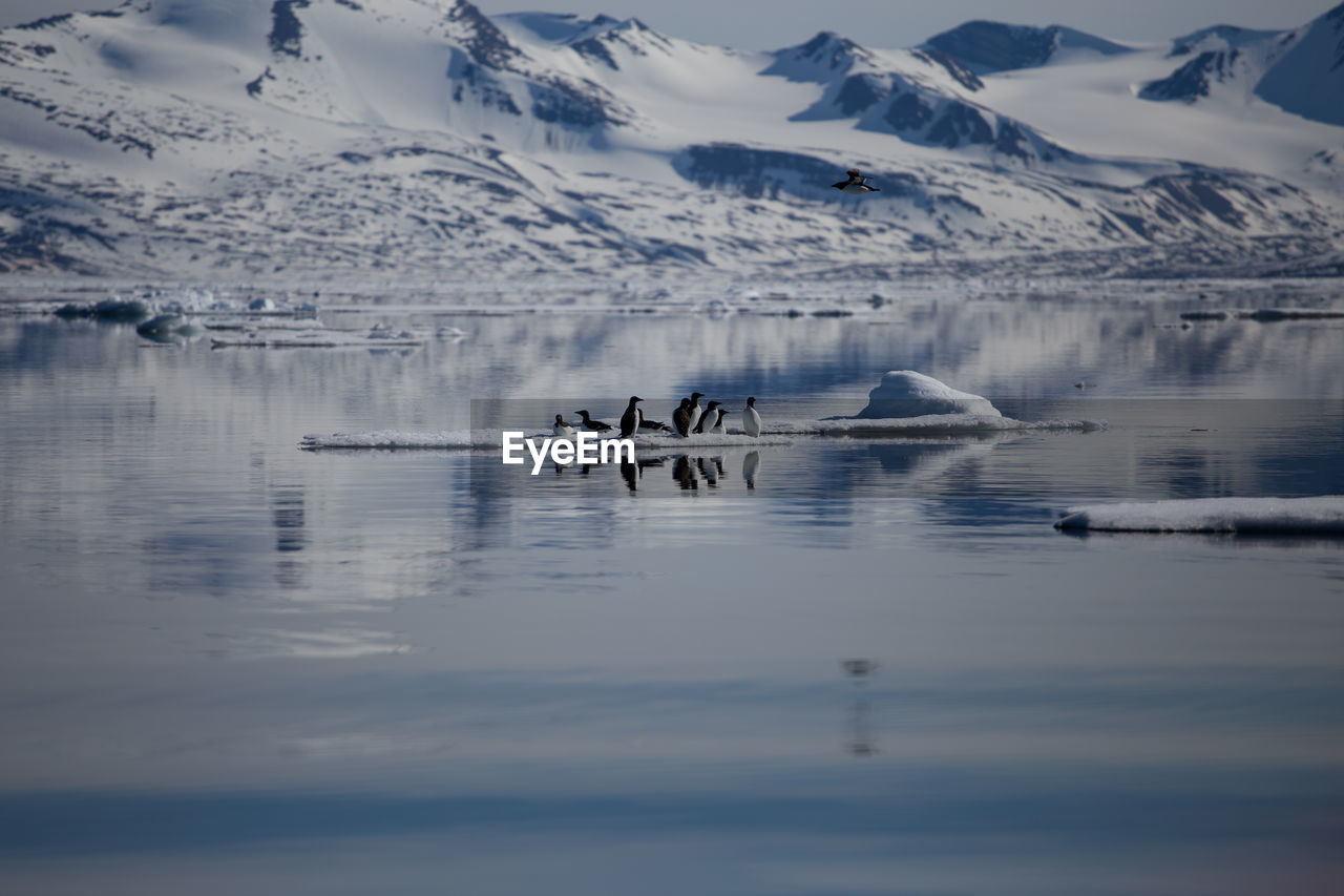 Brunnicks guillemots on an ice floe in the arctic ocean off the coast of svalbard.