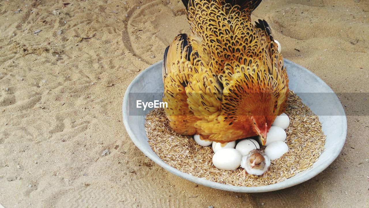 High angle view of chicken with eggs in container