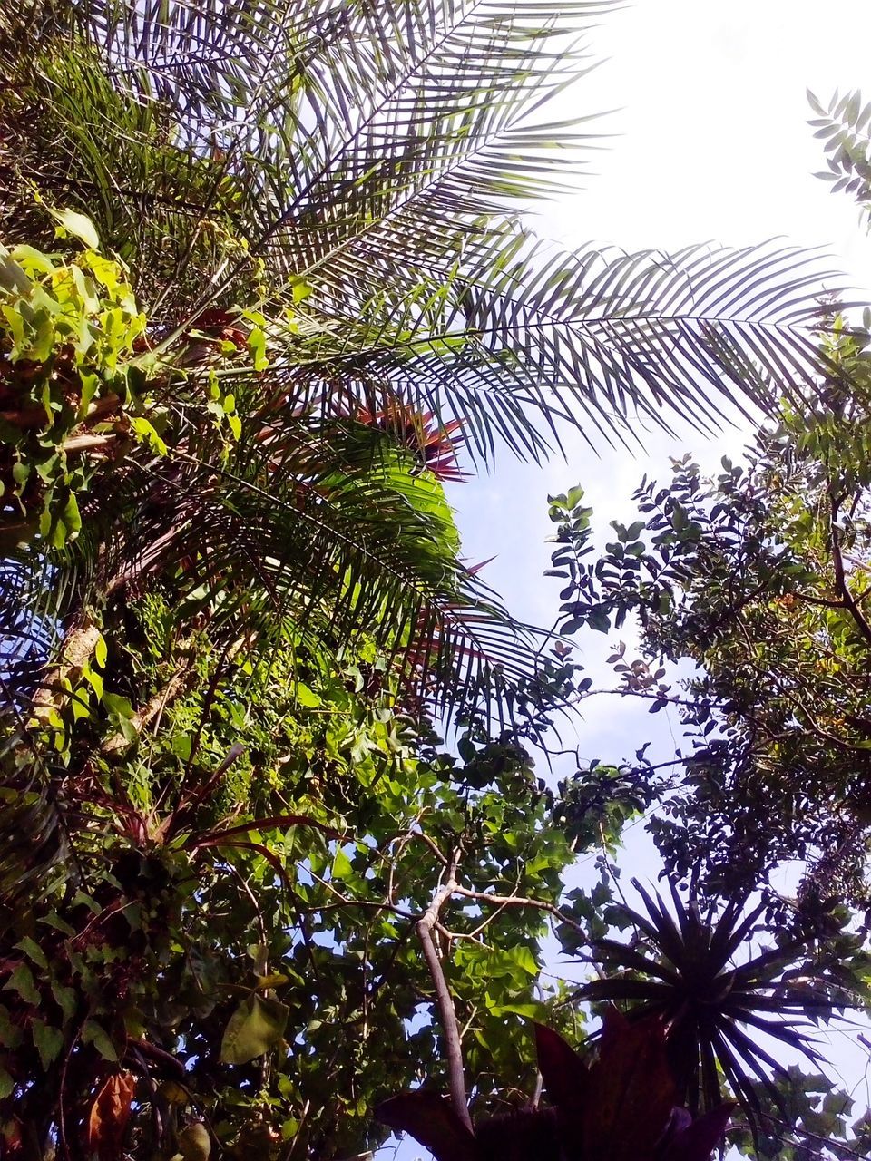 LOW ANGLE VIEW OF PALM TREES AGAINST SKY