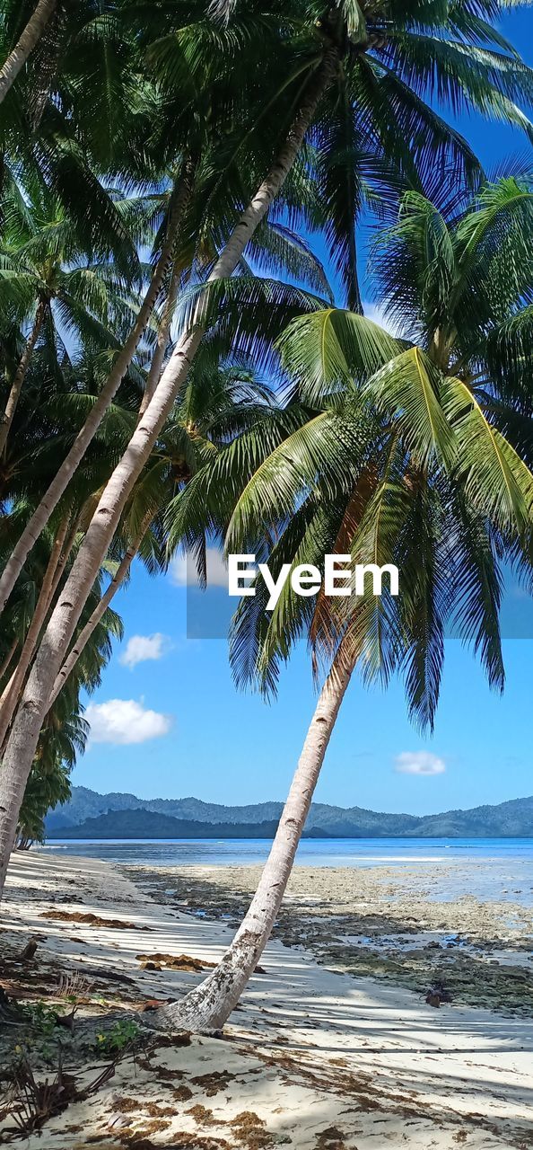 PALM TREE ON BEACH AGAINST SKY