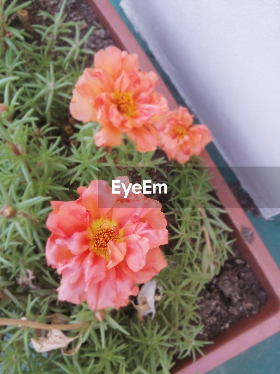 CLOSE-UP OF FLOWER BLOOMING OUTDOORS