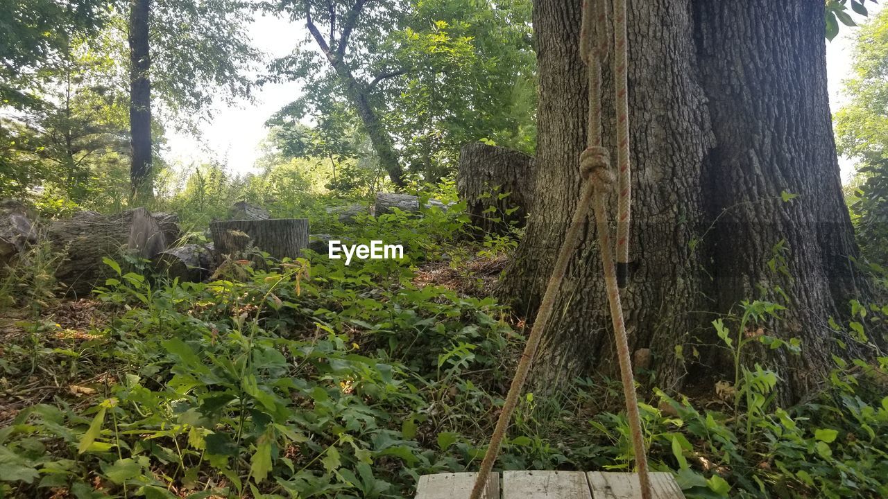 TREES AND PLANTS GROWING ON LAND