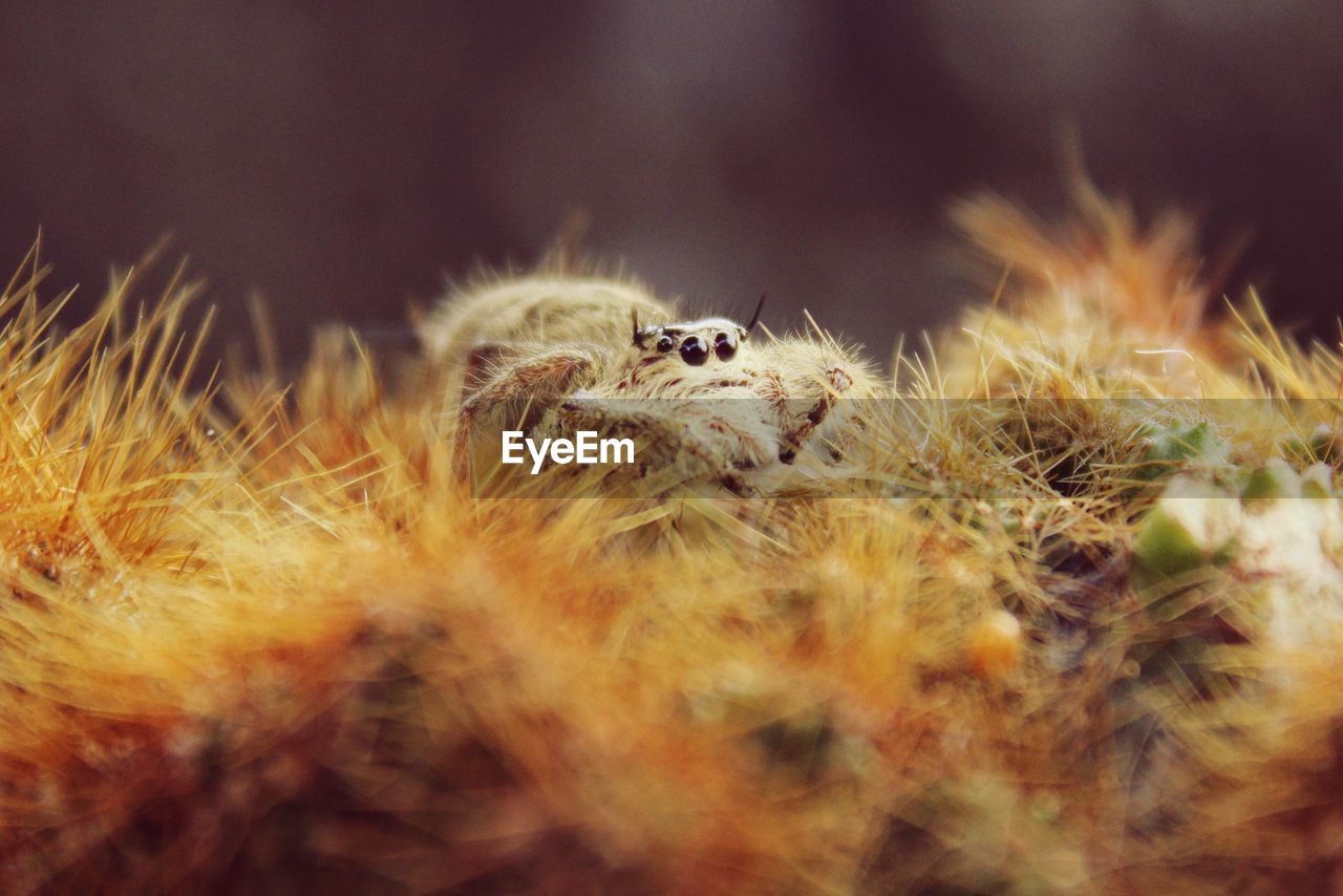 CLOSE-UP OF CATERPILLAR ON STEM