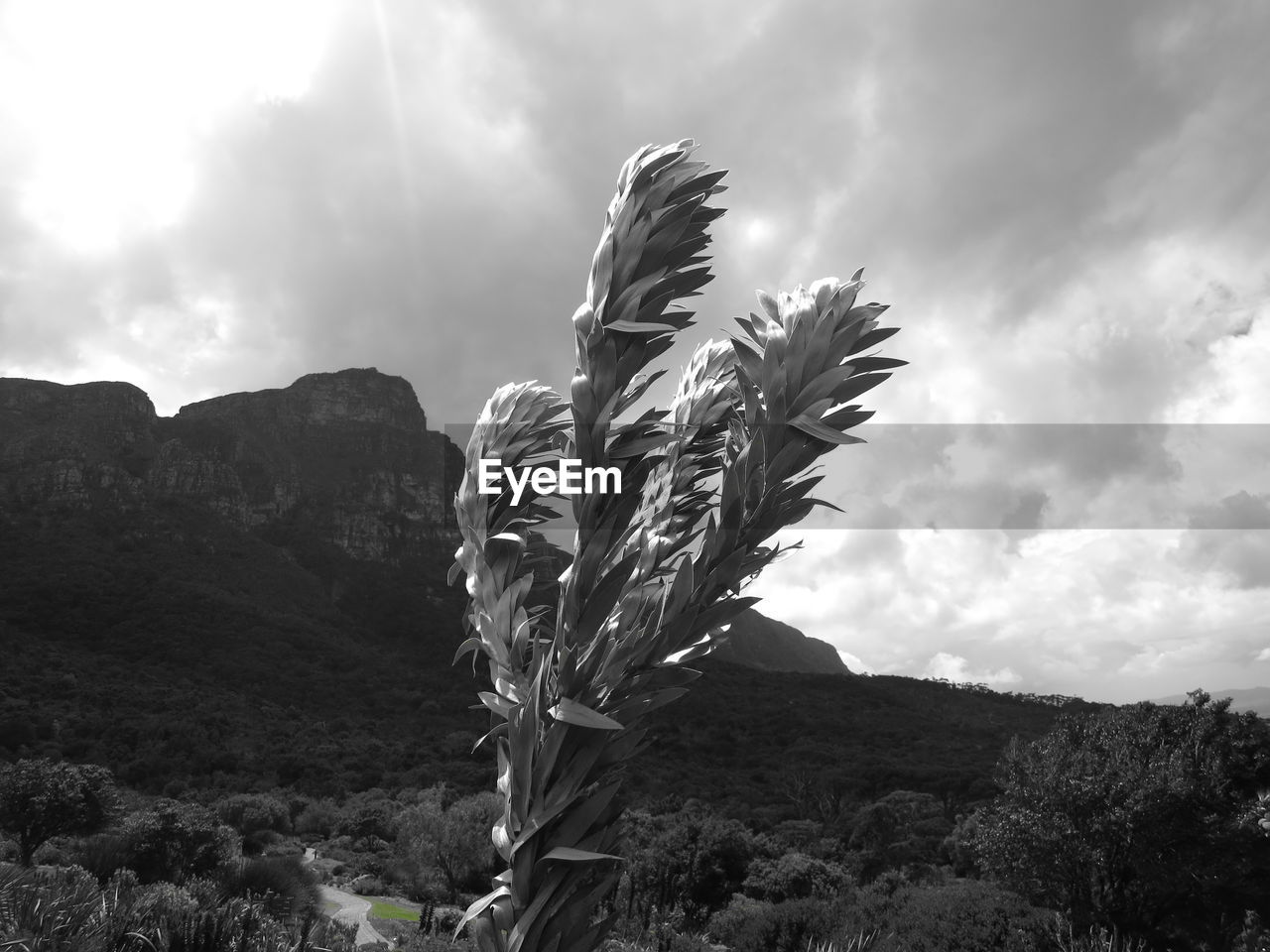 CLOSE-UP OF PLANT AGAINST SKY