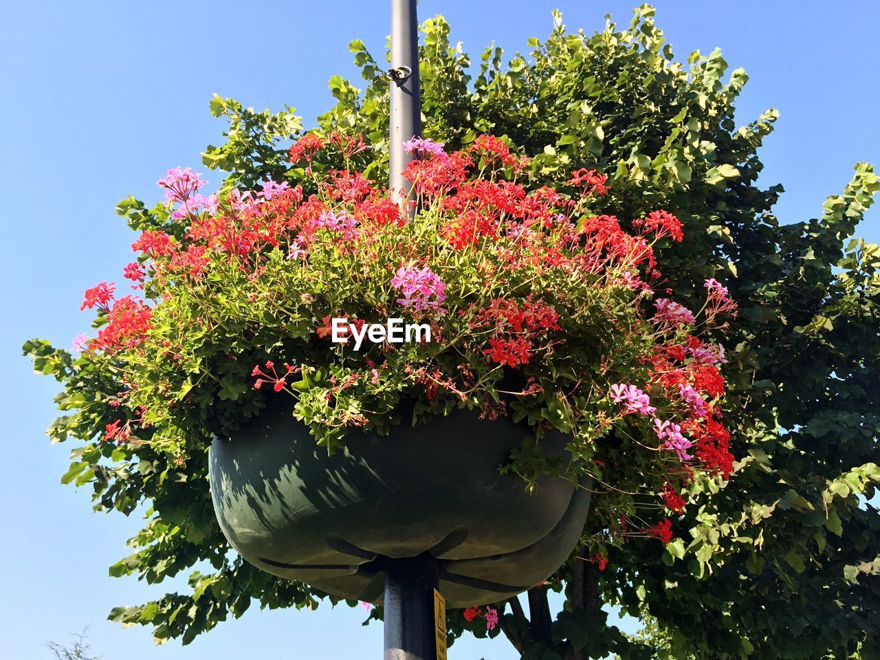 Low angle view of potted plant against clear sky
