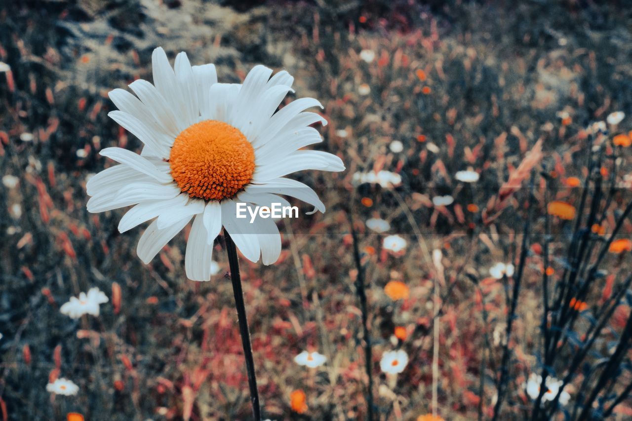CLOSE-UP OF WHITE FLOWERING PLANT IN LAND