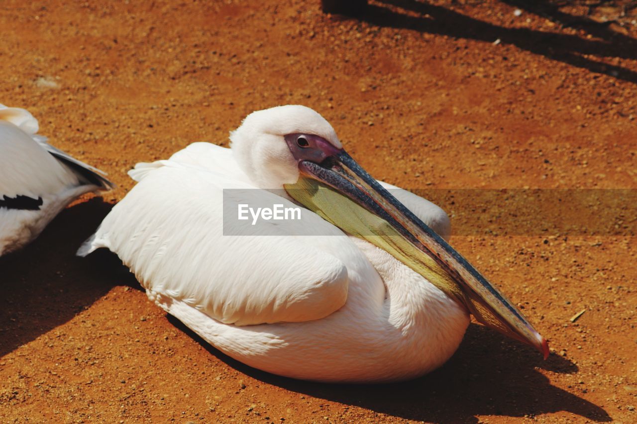 HIGH ANGLE VIEW OF PELICAN ON WOOD