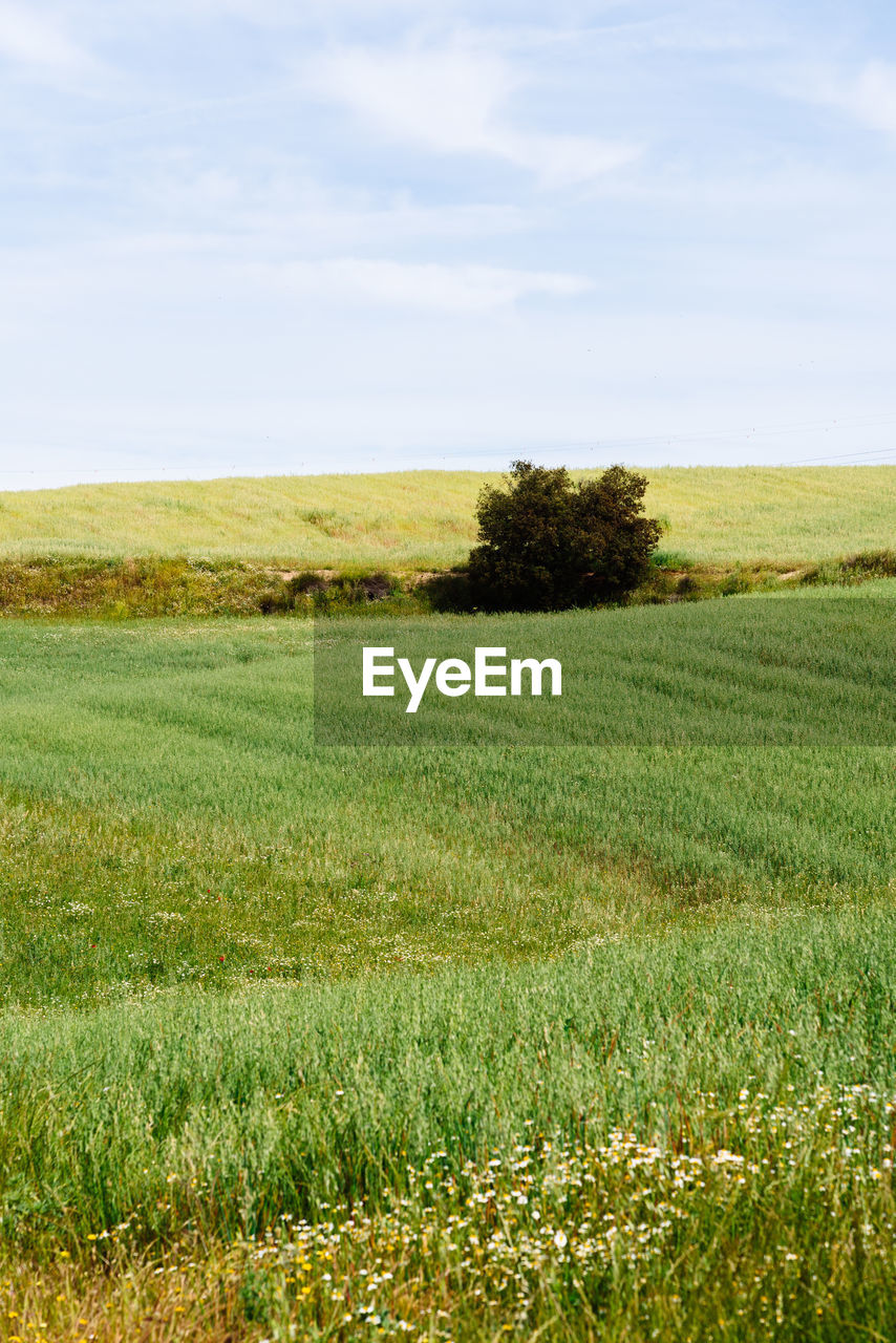 SCENIC VIEW OF FARM AGAINST SKY