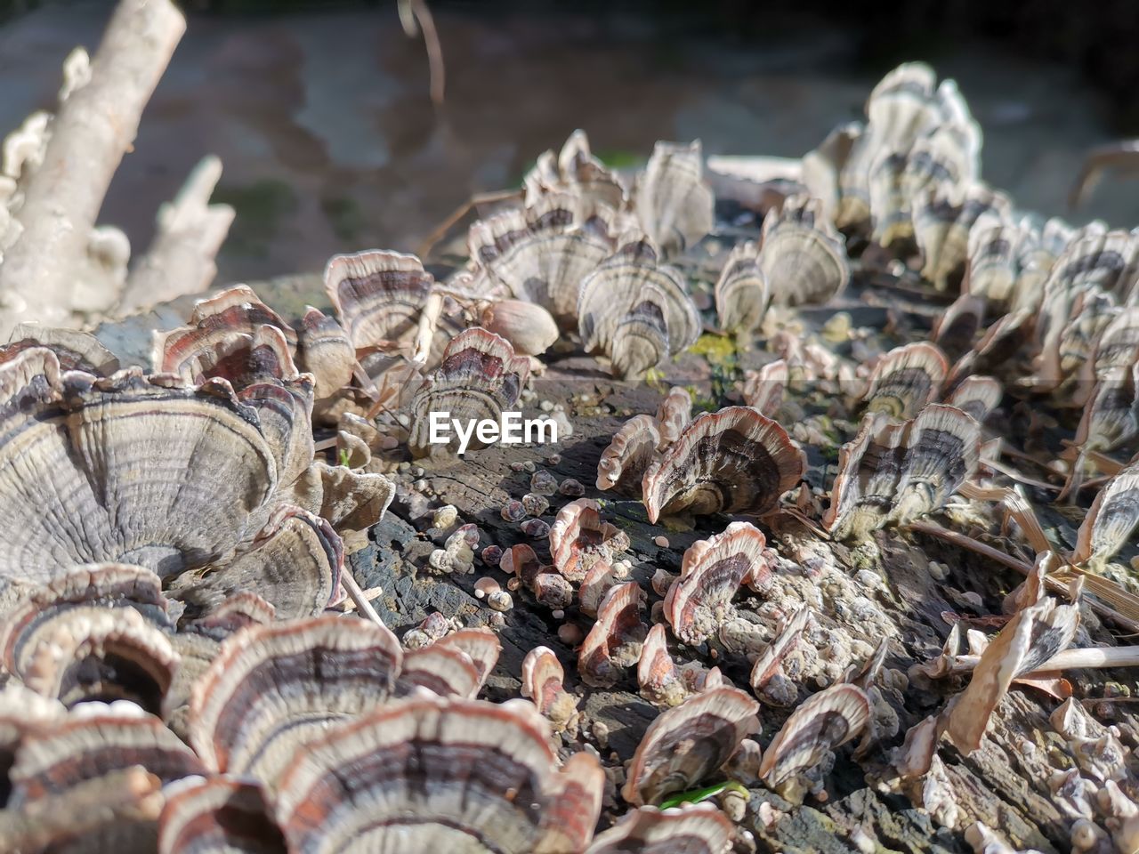 CLOSE-UP OF SHELLS ON BARBECUE