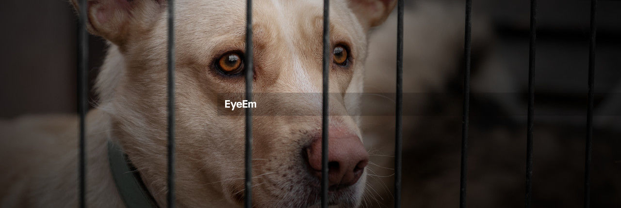 Dog in animal shelter waiting for adoption. dog behind the fences. dog in animal shelter cage.