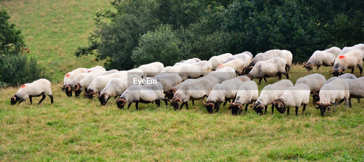 Flock of sheep on field