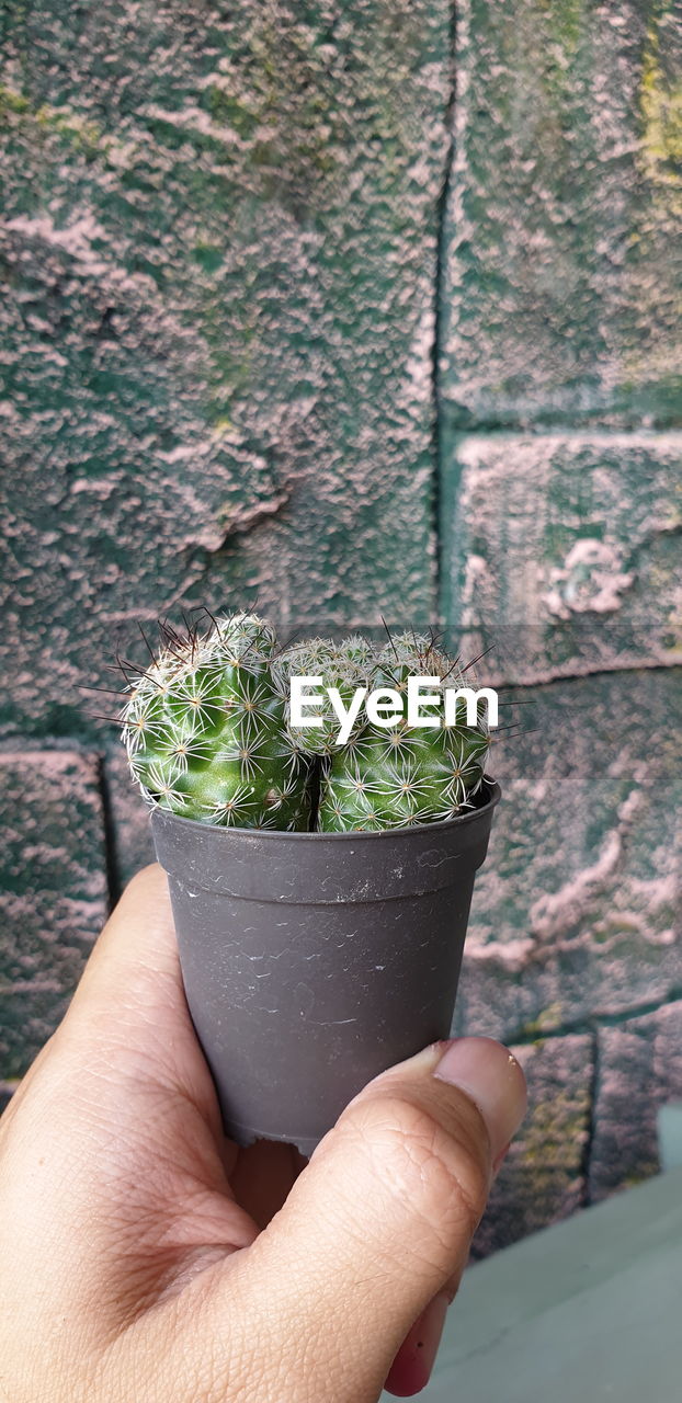 Midsection of person holding potted plant