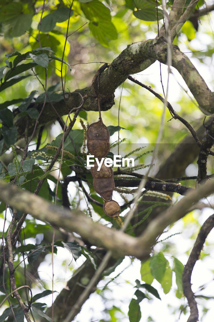 LOW ANGLE VIEW OF PERCHING ON TREE