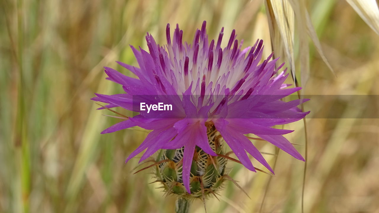 Purple flower in nature