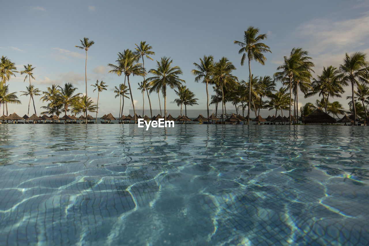 PALM TREES BY SWIMMING POOL AGAINST SEA