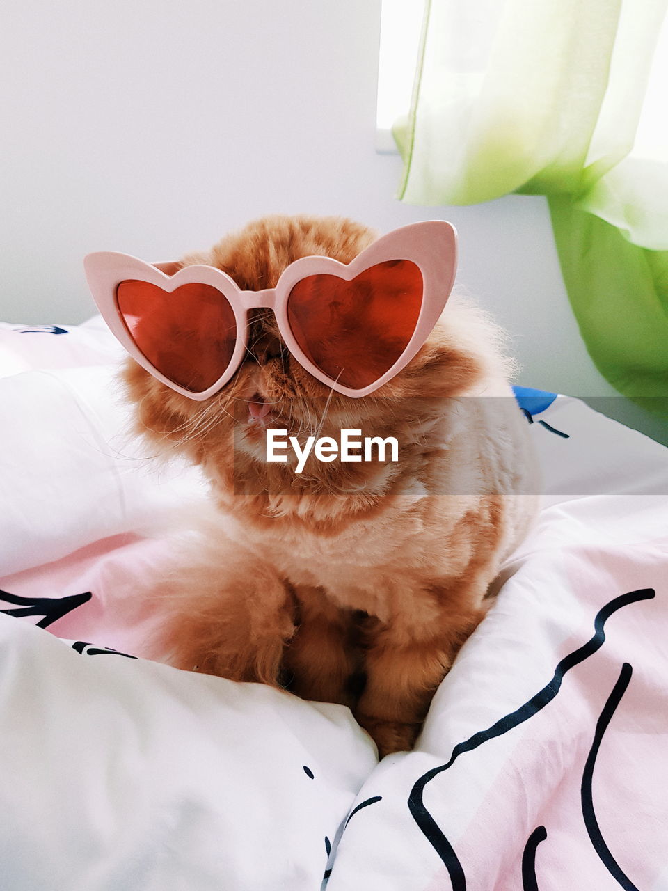 Cat wearing heart shape sunglasses