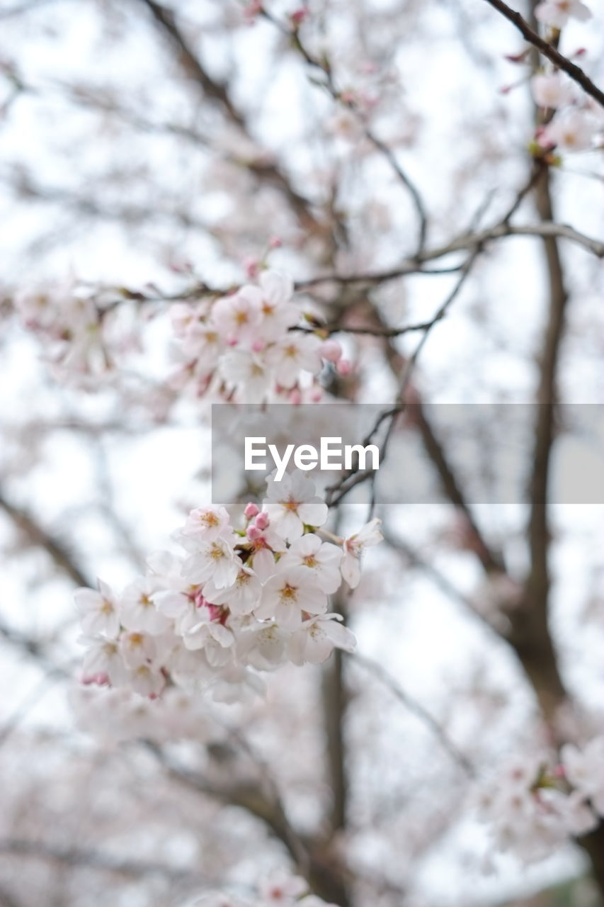 CLOSE-UP OF CHERRY BLOSSOMS IN SPRING