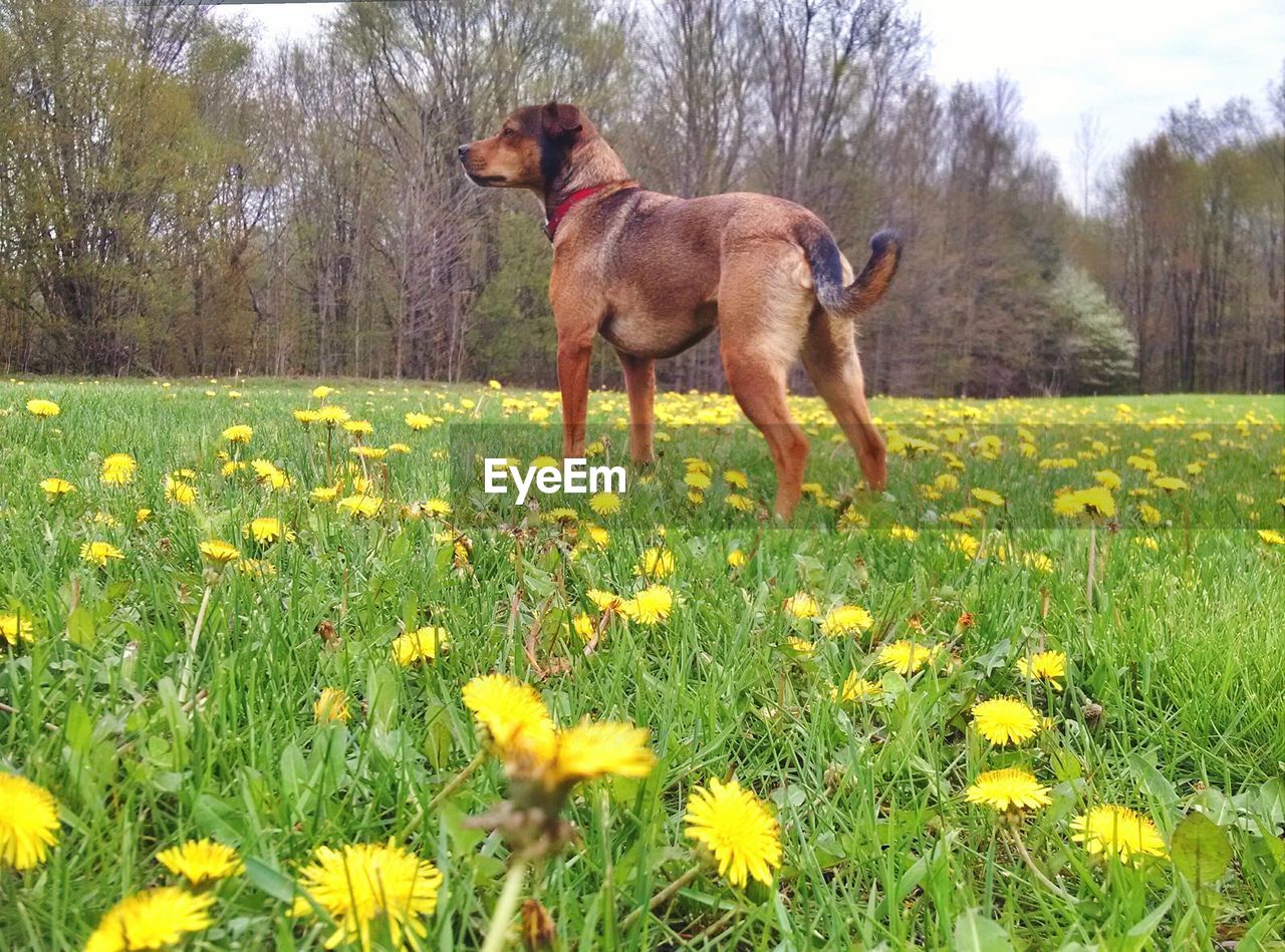 View of dog in meadow of dandelions