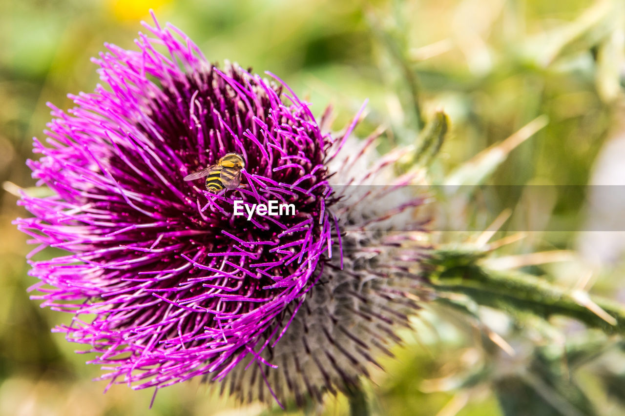 CLOSE-UP OF THISTLE FLOWER
