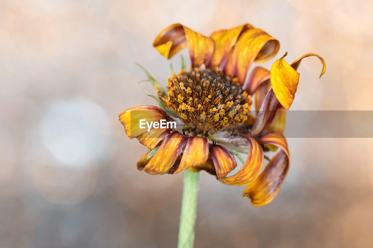 Close-up of wilted yellow flower