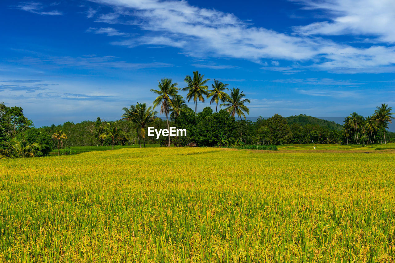 Beautiful morning view in indonesia. panoramic view of yellowed rice fields with bright blue sky