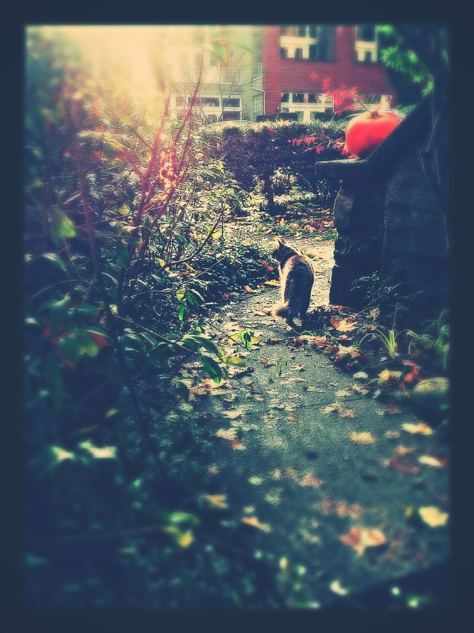 Cat on pavement