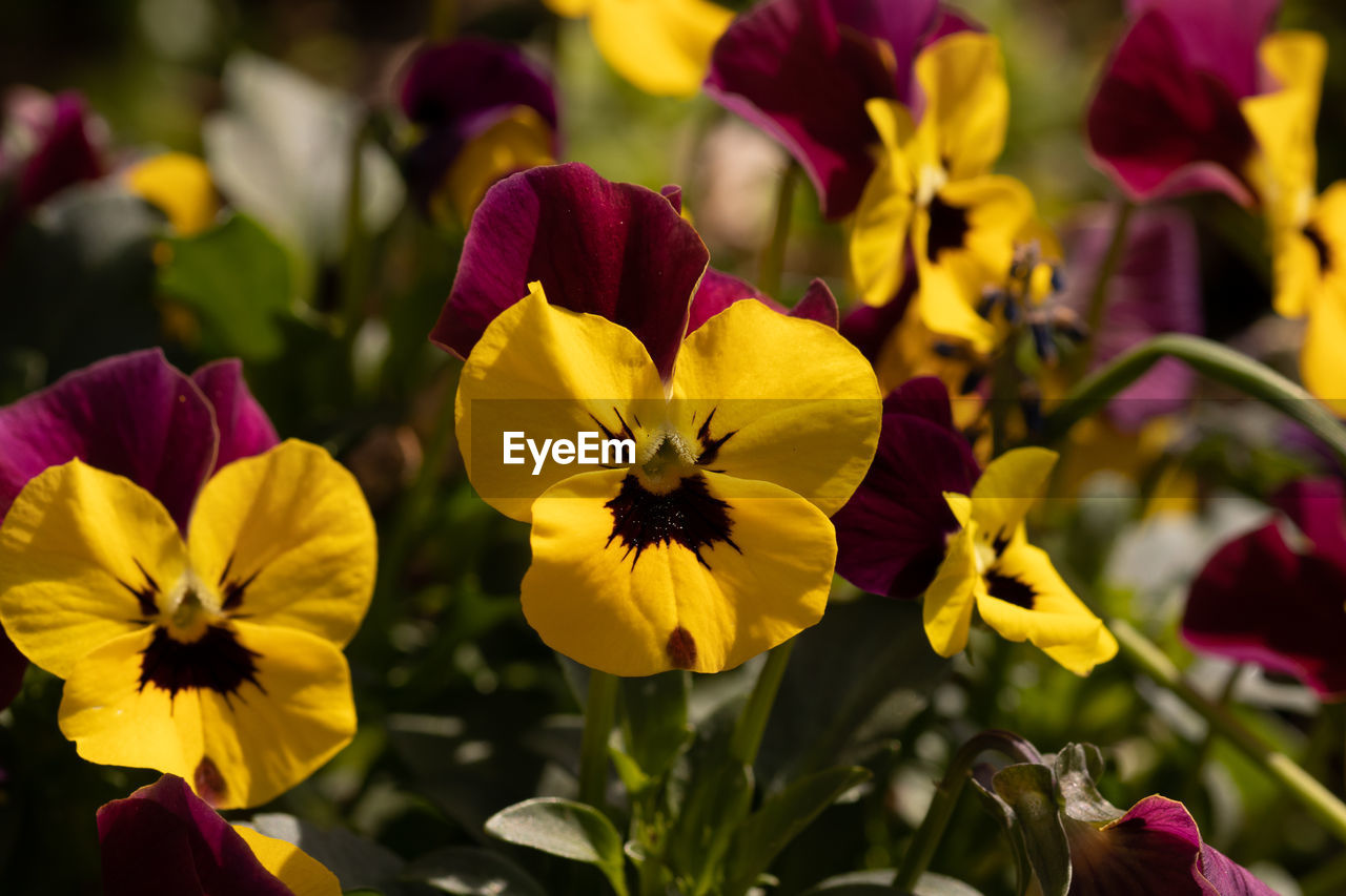 Close-up of yellow flowering plants