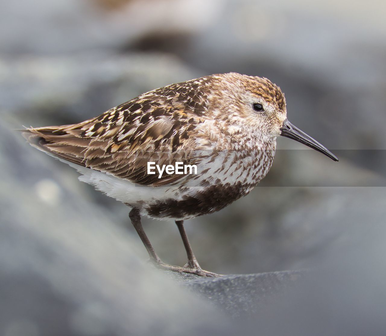 Wader-bird on rocks. dunlin.