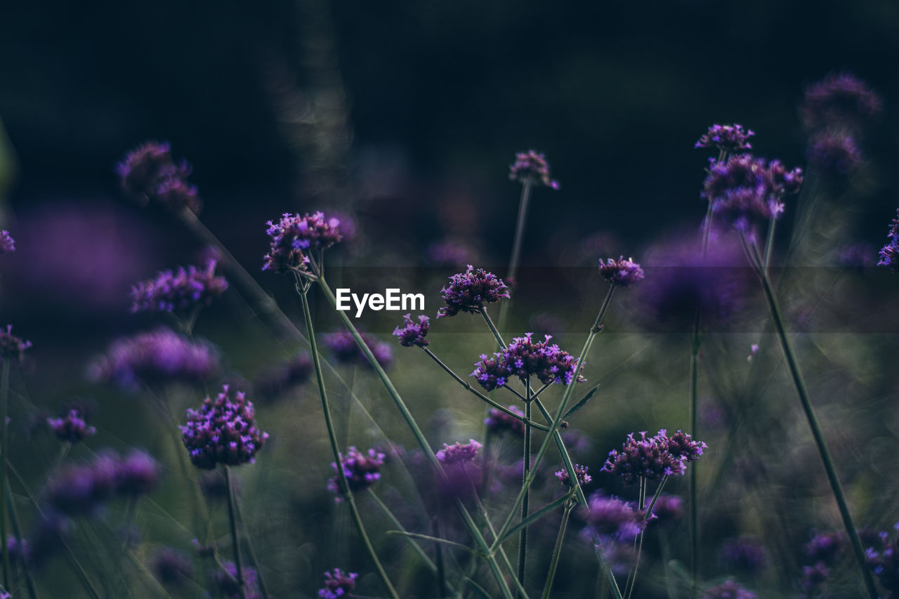 Close-up of purple flowering plants on field