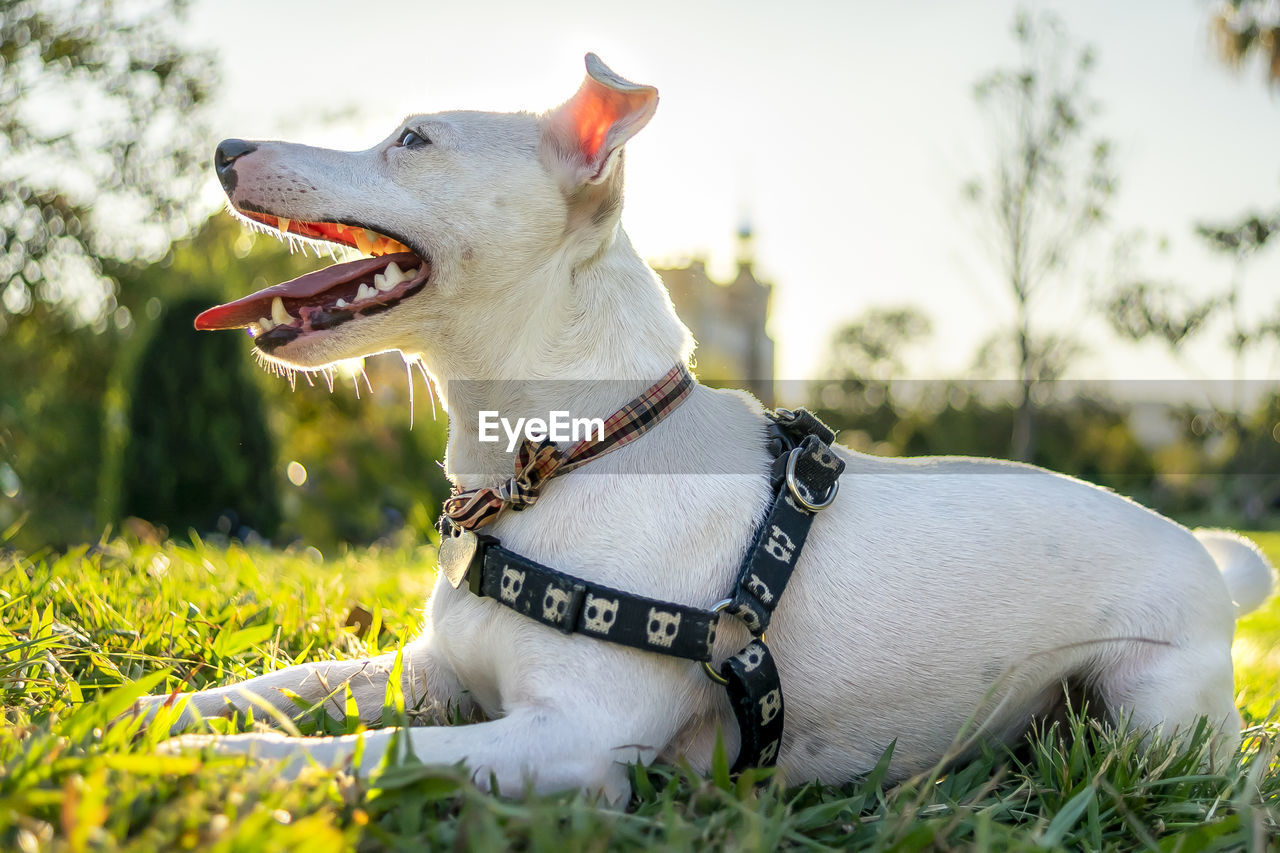 CLOSE-UP OF A DOG LOOKING AWAY