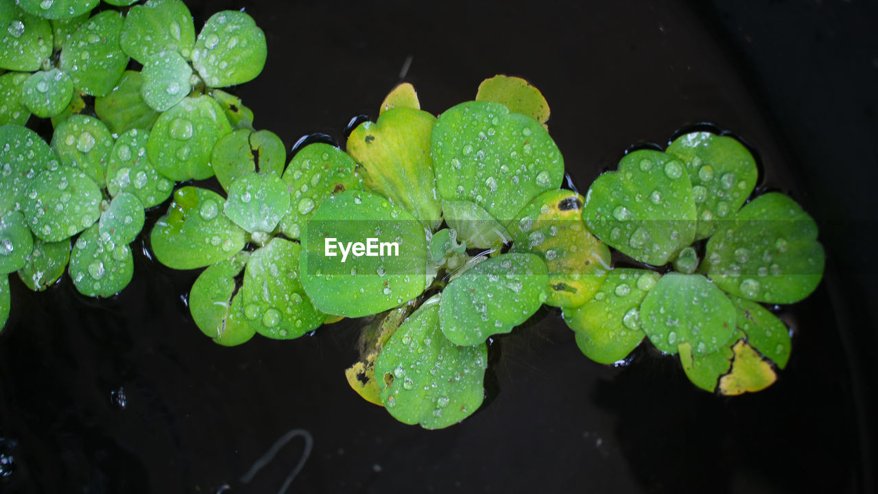 HIGH ANGLE VIEW OF WET PLANT LEAVES IN RAINY SEASON