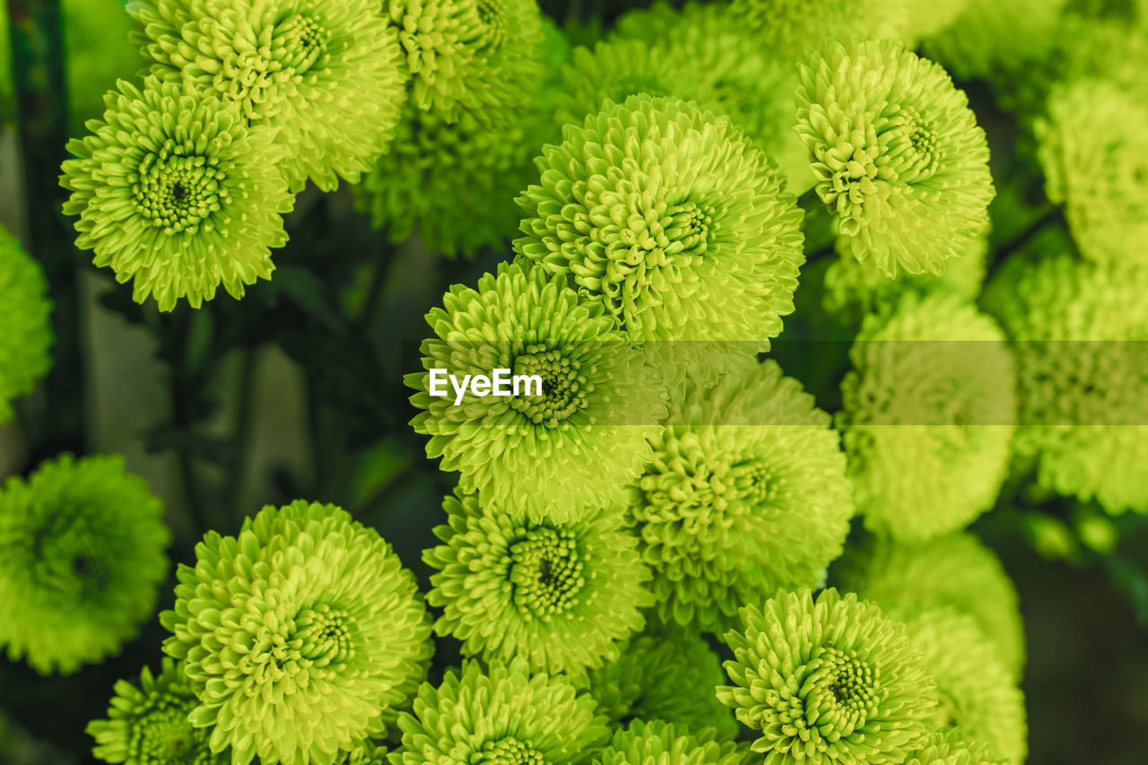 Green chrysanthemums close up in autumn sunny day in the garden. autumn flowers. flower head