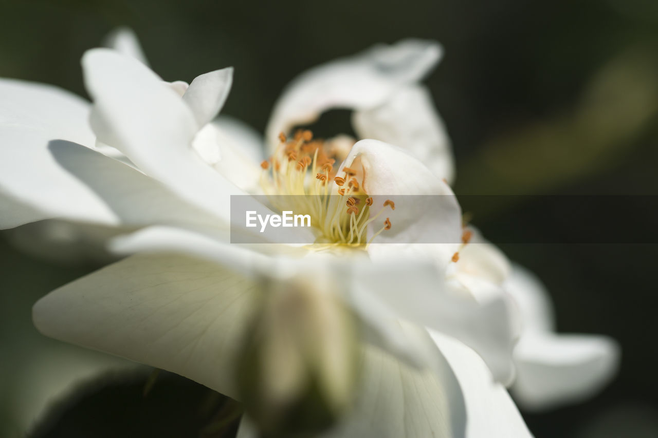 Close-up of white flowering plant