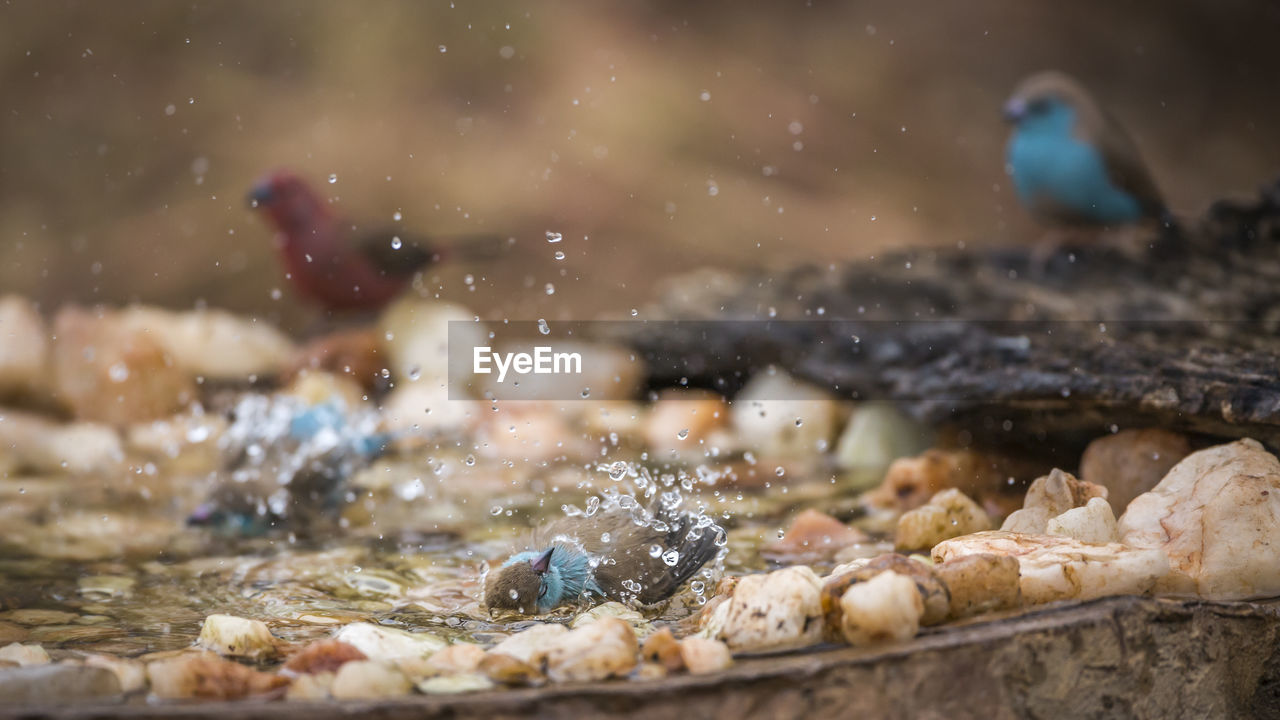 CLOSE-UP OF CRAB ON A WATER