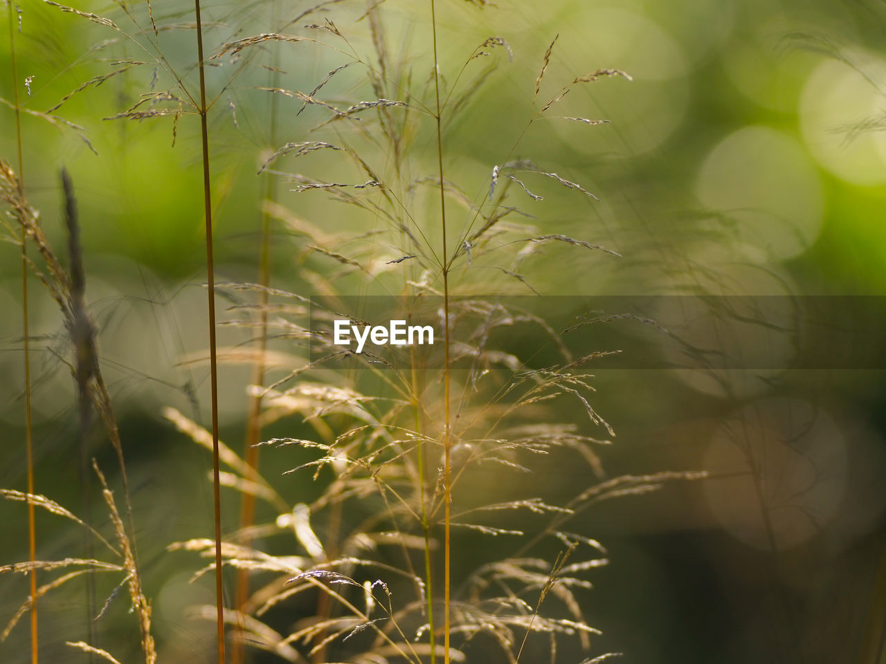 CLOSE-UP OF PLANTS GROWING ON FIELD
