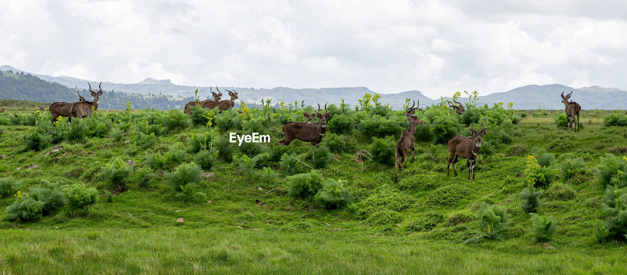 scenic view of grassy field against sky