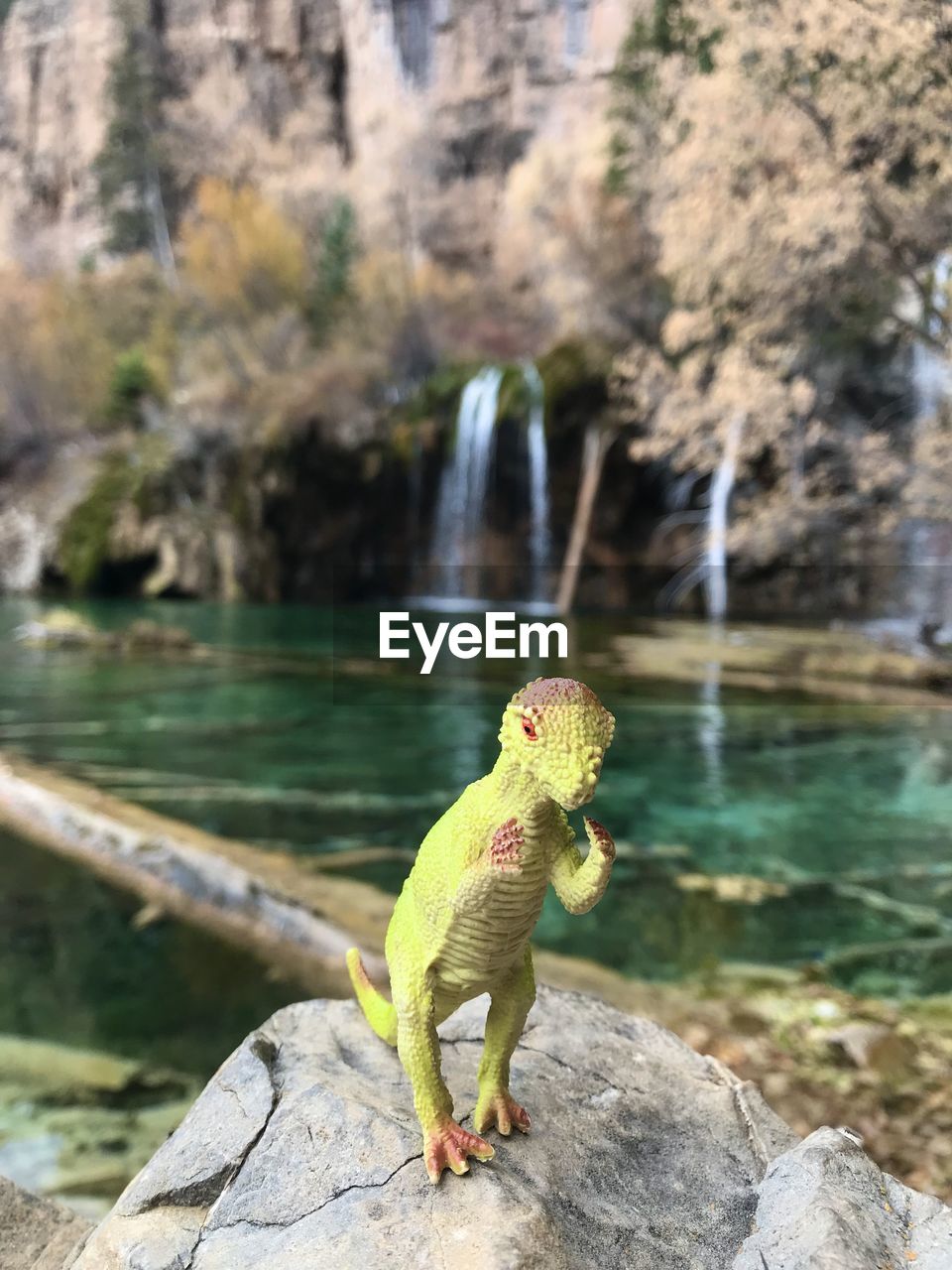 CLOSE-UP OF LIZARD ON ROCK AT WATERFALL