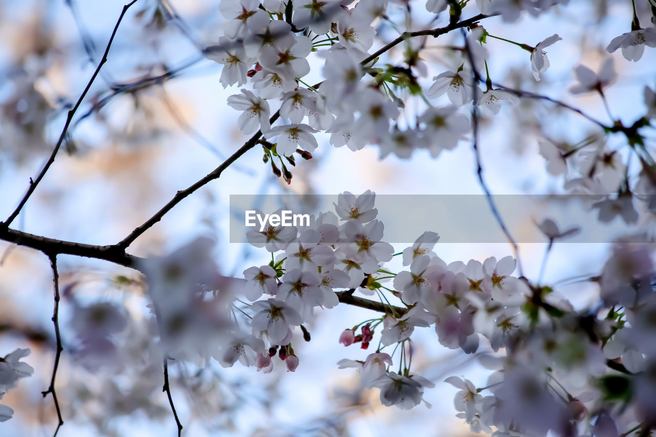 plant, tree, flower, beauty in nature, flowering plant, blossom, springtime, fragility, branch, freshness, spring, nature, growth, cherry blossom, no people, close-up, white, outdoors, day, twig, sky, selective focus, tranquility, backgrounds, focus on foreground, inflorescence, flower head, botany, macro photography, petal, almond tree, low angle view, fruit tree, pink, food and drink, fruit, produce
