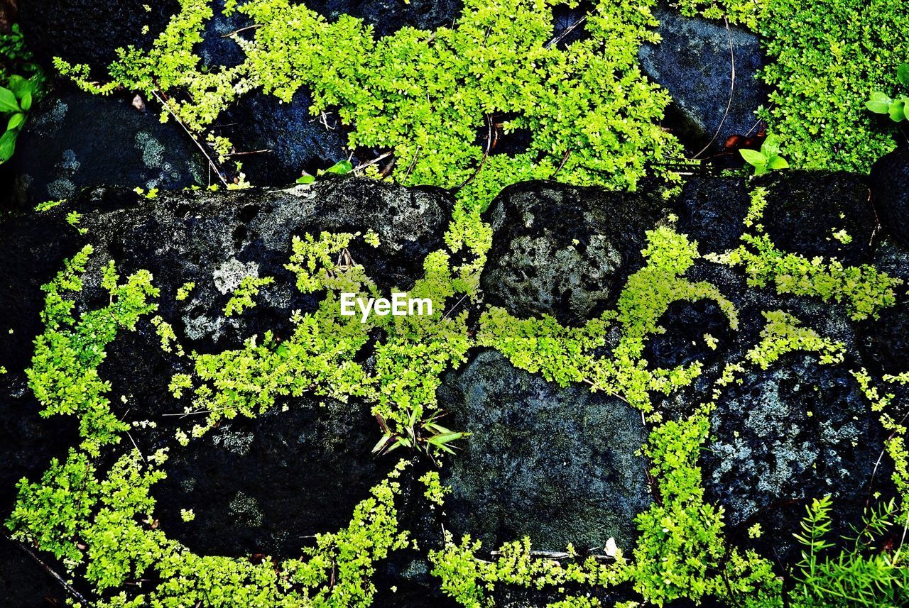 PLANTS GROWING ON TREE TRUNK