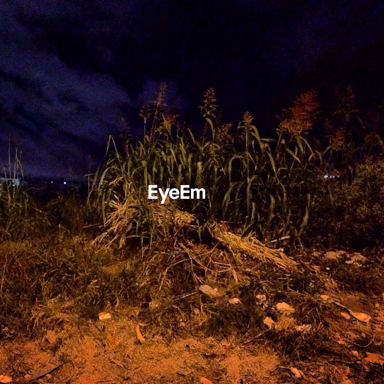 Plants growing on field at night