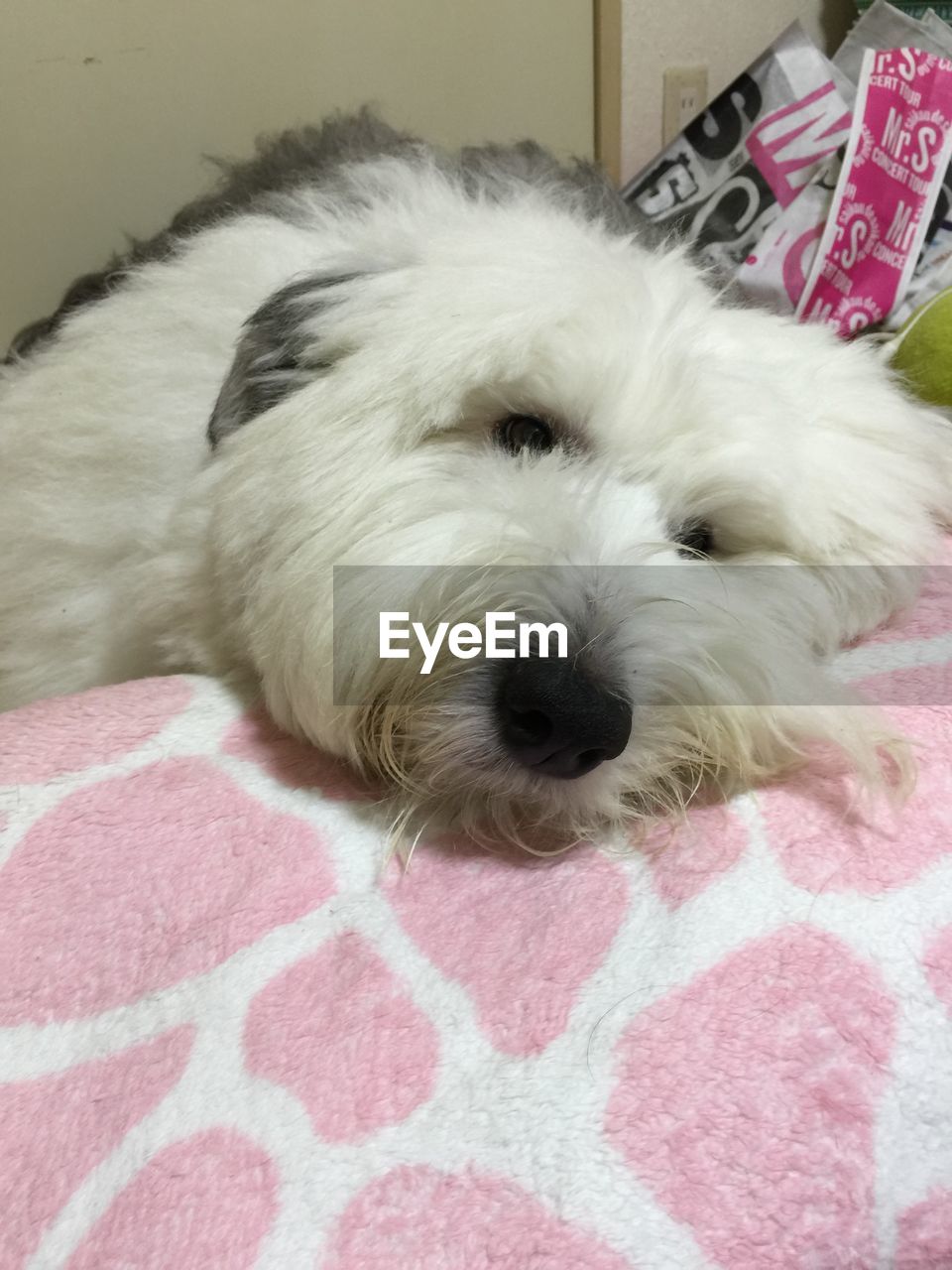 CLOSE-UP OF DOG LYING ON GROUND