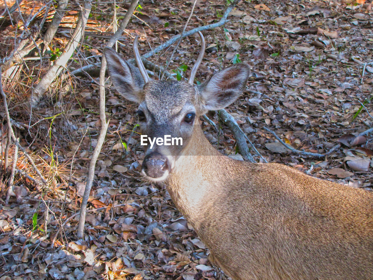 PORTRAIT OF DEER ON A FIELD