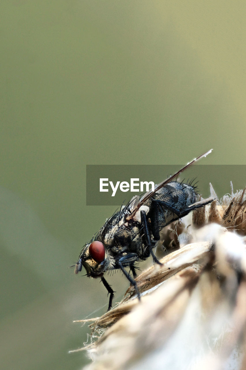 CLOSE-UP OF GRASSHOPPER