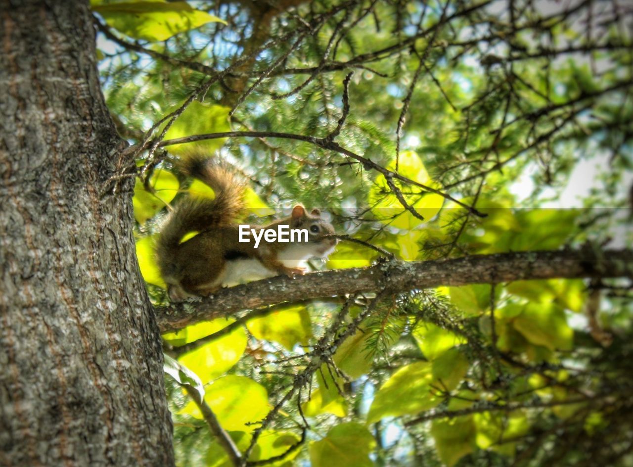 LOW ANGLE VIEW OF MONKEY ON TREE TRUNK