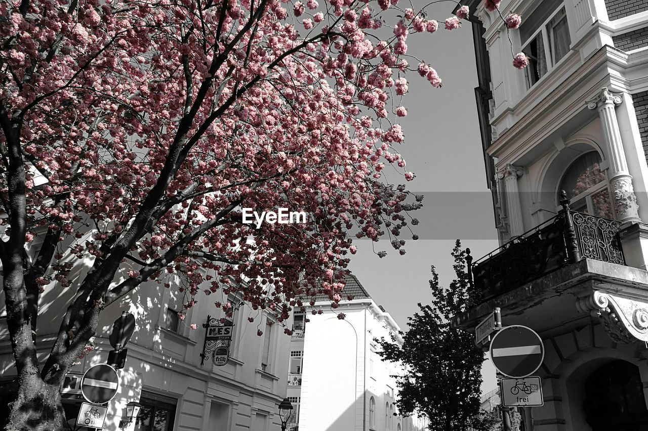 LOW ANGLE VIEW OF PINK FLOWERING TREE AGAINST BUILDINGS